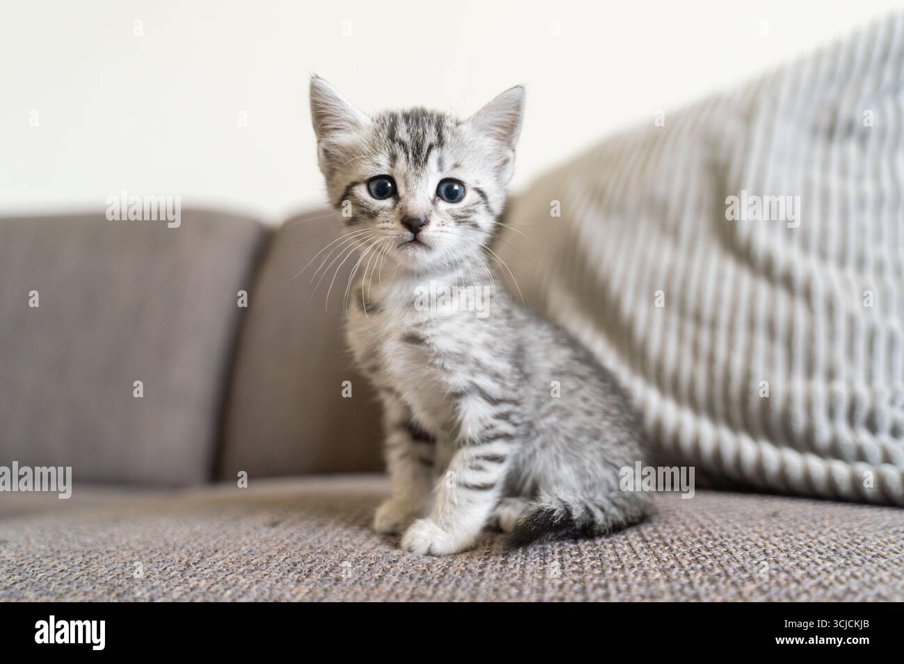 Un simpatico gattino grigio da tabby con occhi azzurri si siede attentamente su un comodo divano. L'ammortizzazione morbida e ruvida sullo sfondo aggiunge calore Foto Stock