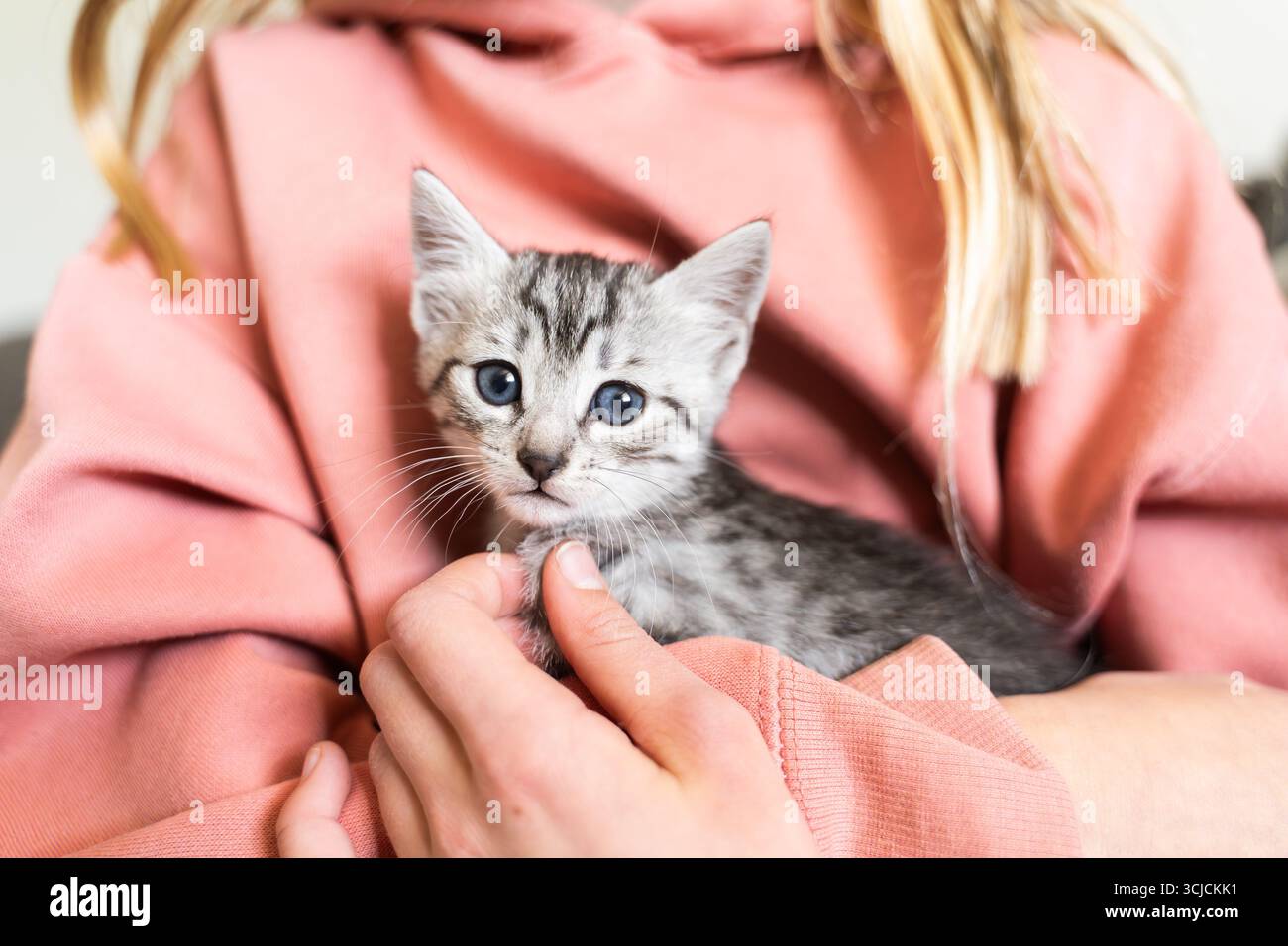 Un piccolo gattino grigio con occhi blu è delicatamente cullato tra le braccia di una persona, racchiuso in un'accogliente felpa con cappuccio rosa. La scena cattura il calore e l'innocenc Foto Stock