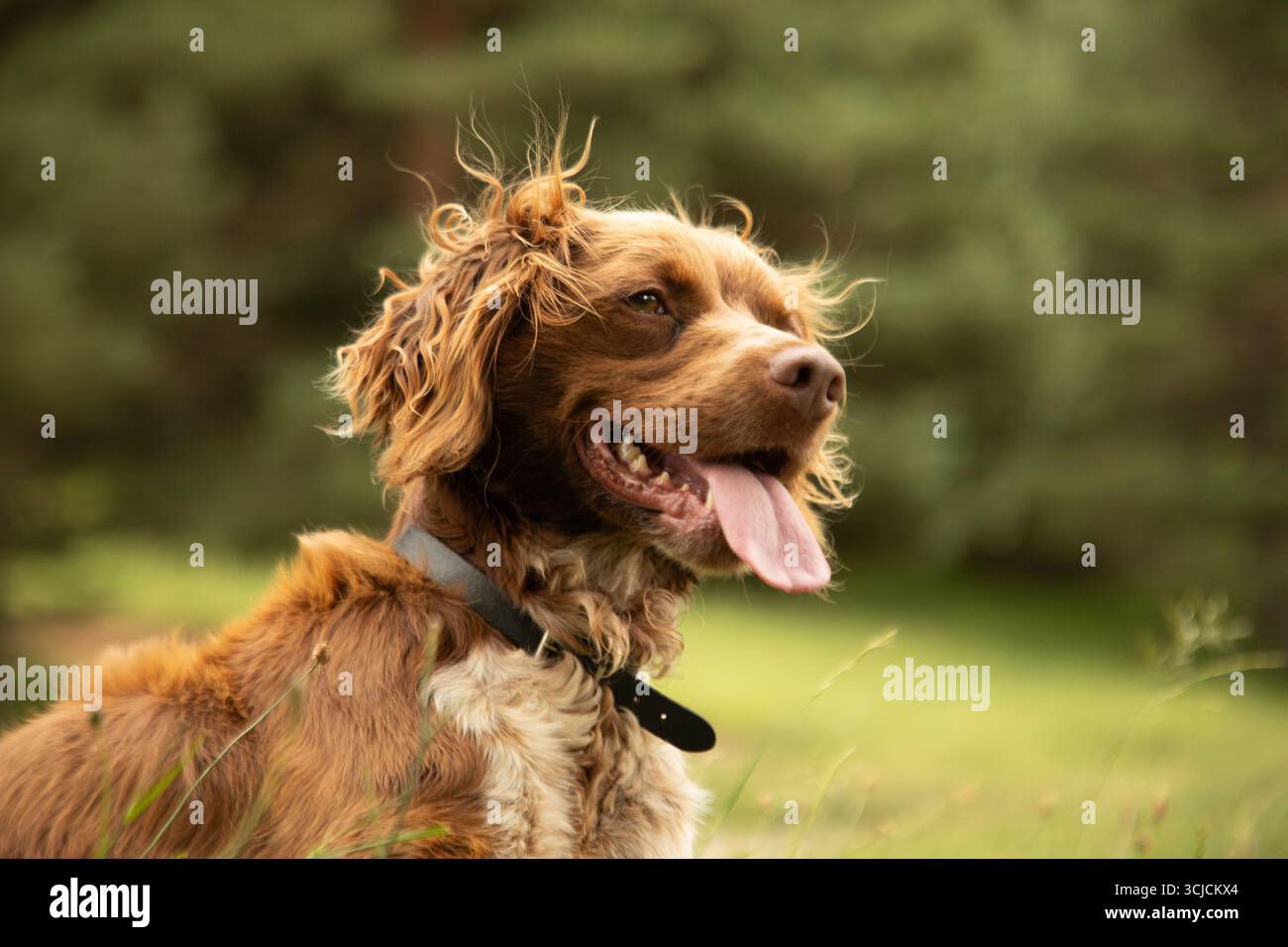 Un gioioso spaniel della Bretagna con la sua lingua fuori, godendosi una giornata di sole all'aperto. Il cappotto marrone e bianco del cane si distingue contro il verde offuscato i Foto Stock