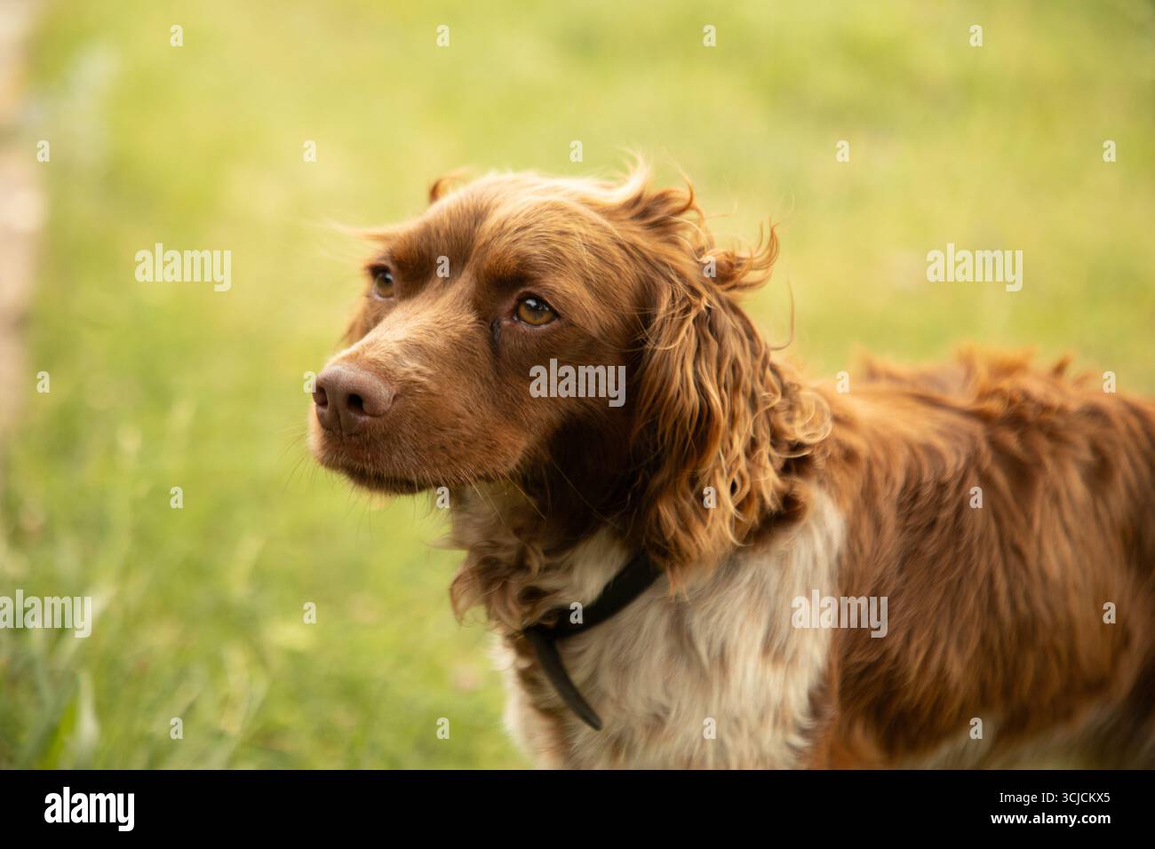 Uno spaniel britannico dall'espressione mirata si erge all'aperto su un lussureggiante sfondo verde. Il cappotto del cane è un misto di marrone e bianco, catturando un Foto Stock