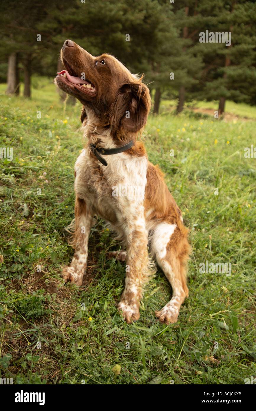 Uno spaniel della Bretagna con un cappotto lucente si siede attentamente sull'erba verde in una foresta tranquilla. Il cane guarda verso l'alto, trasudando energia e curiosità in mezzo Foto Stock
