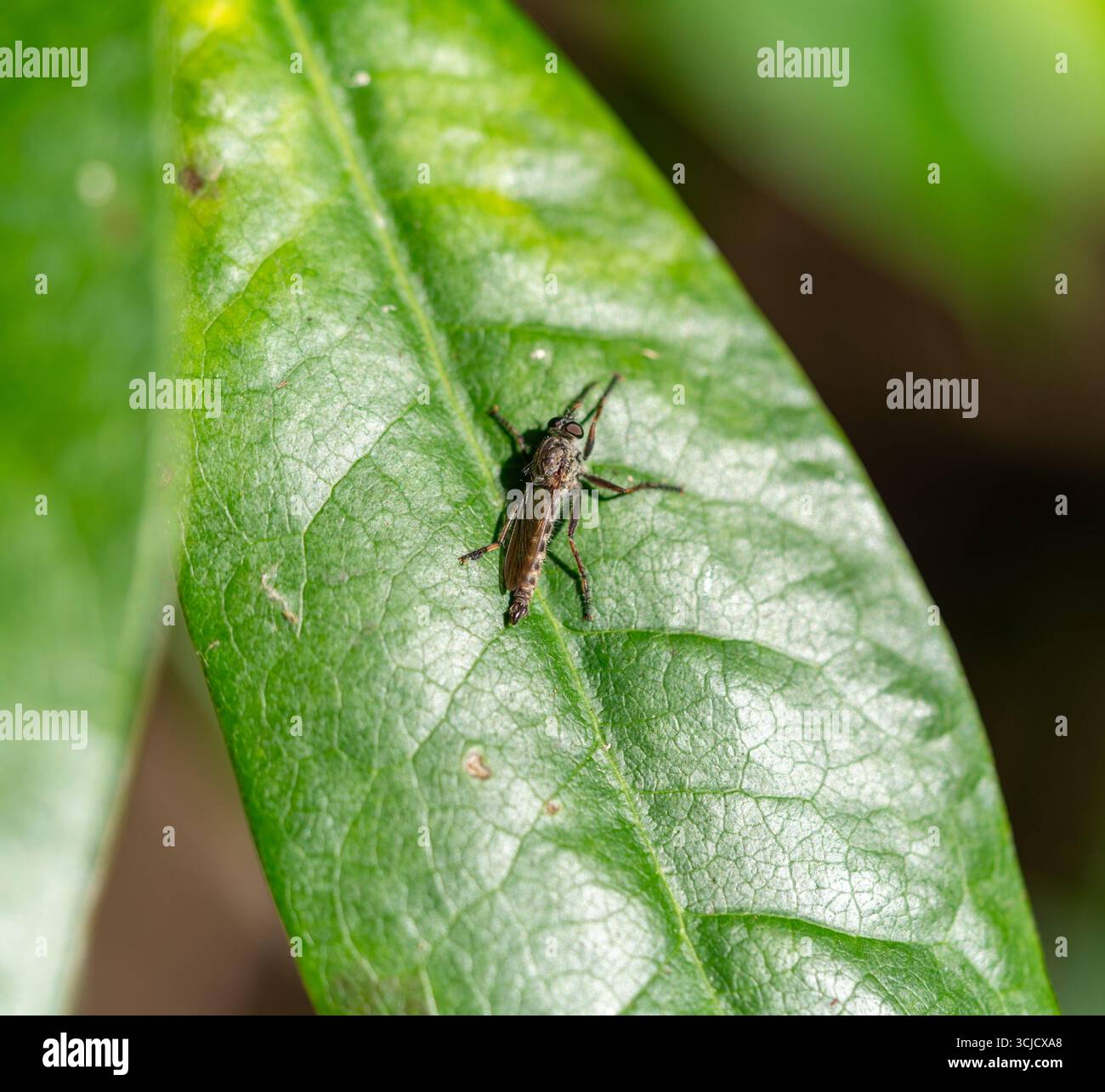 Macro, primo piano di una Robber Fly, Assassin Fly, Robberfly, Neoitamus cyanurus, su una foglia di bosco a Newbury, Berkshire, Inghilterra, Regno Unito Foto Stock