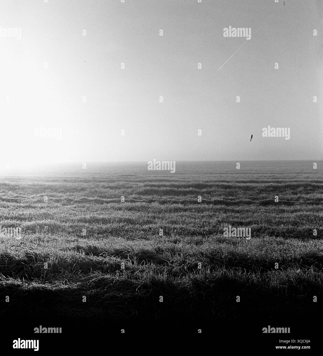 Un paesaggio rurale pianeggiante coperto di nebbia mattutina. La nebbia ammorbidisce l'orizzonte, creando una scena calma e suggestiva piena di silenzio naturale e. Foto Stock
