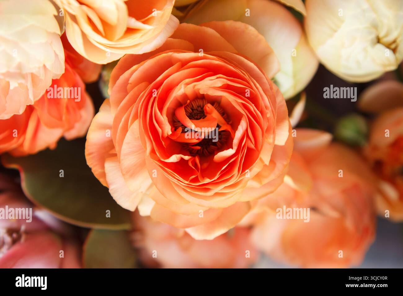 Primo piano di un ranuncolo arancione vibrante che si distingue in un bouquet, ben messo a fuoco su uno sfondo leggermente sfocato di altri fiori Foto Stock