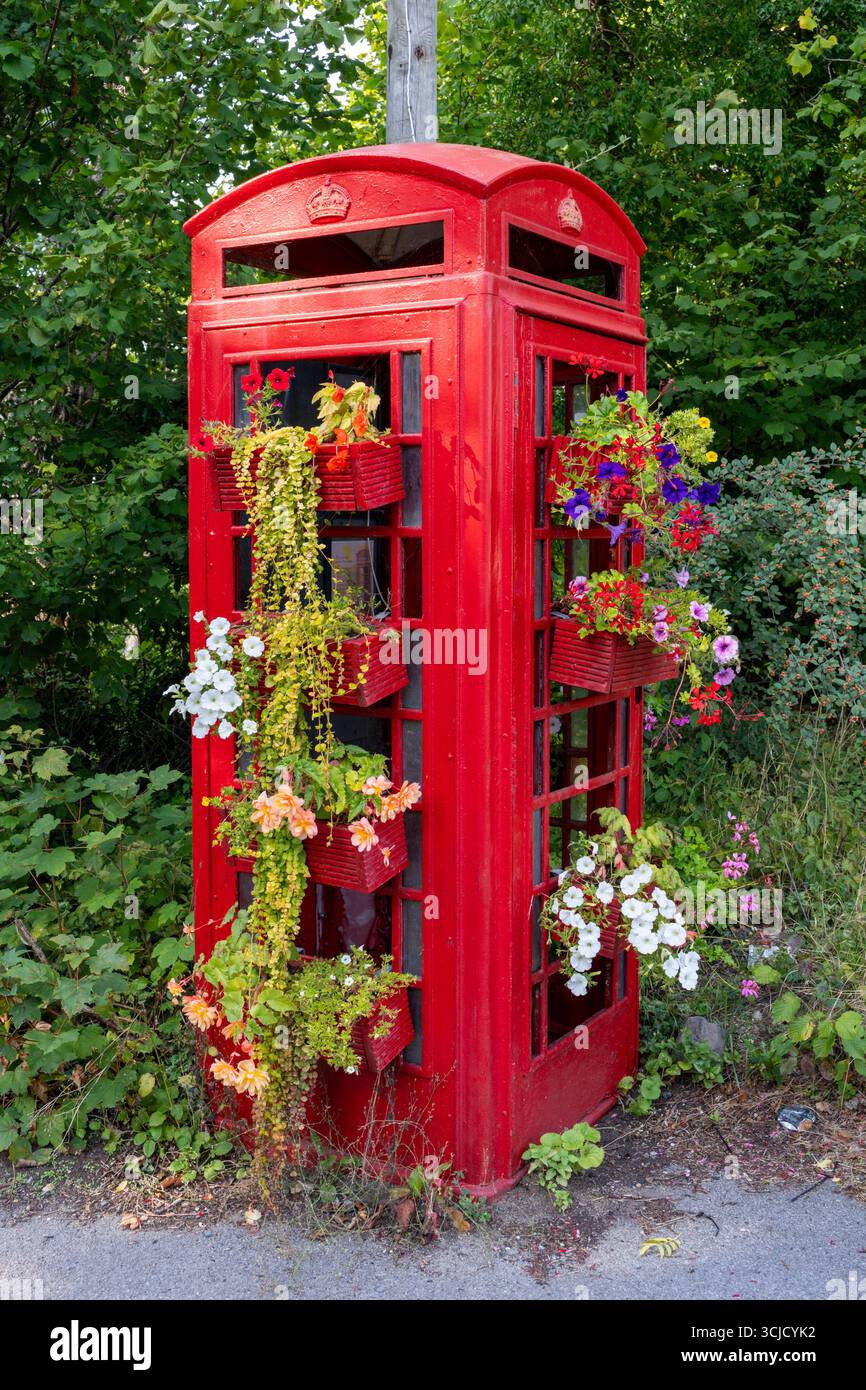 Tradizionale telefono rosso britannico riutilizzato, riutilizzato come piantatrice con varie piante e vegetazione in fiore appena fuori Marlborough nel Wiltshire Foto Stock