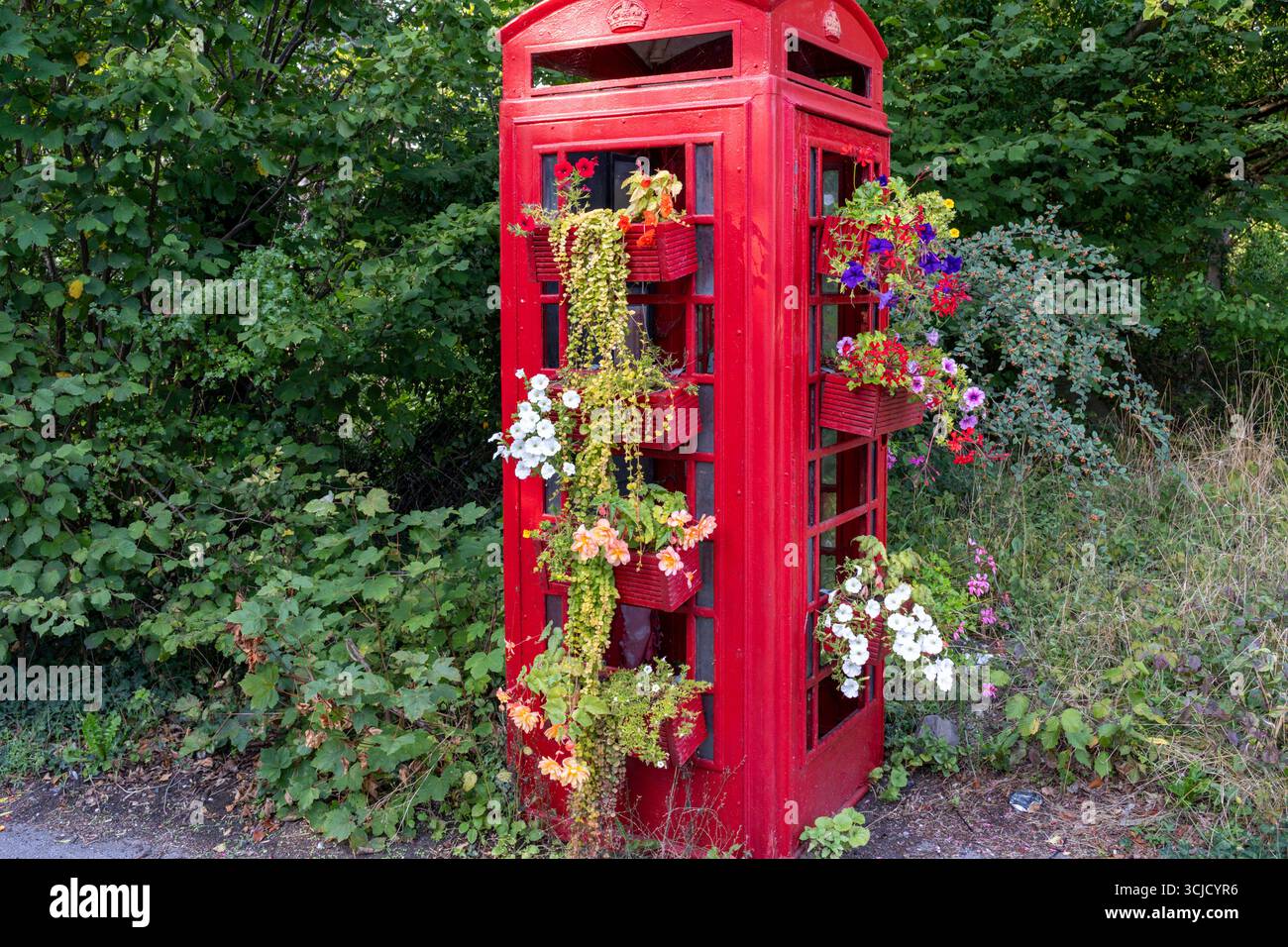 Tradizionale telefono rosso britannico riutilizzato, riutilizzato come piantatrice con varie piante e vegetazione in fiore appena fuori Marlborough nel Wiltshire Foto Stock