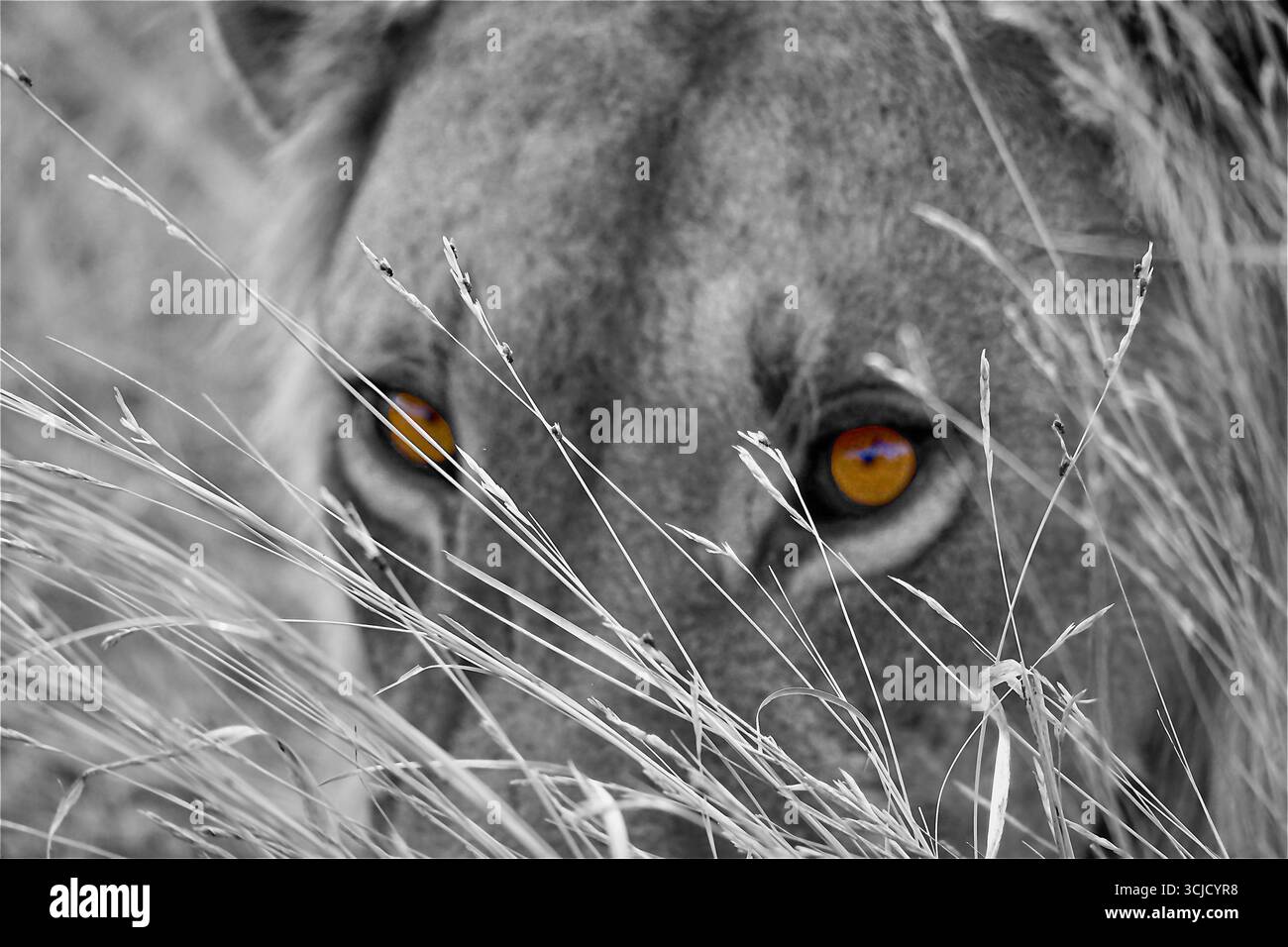 tasto colore, ritratto ravvicinato degli occhi dei leoni, fotografia artistica di animali selvatici Foto Stock
