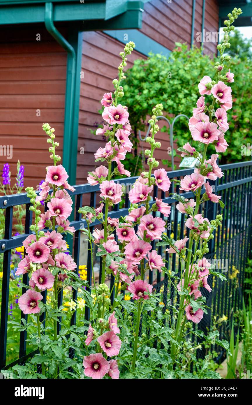 Un hollyhock rosa in fiore nel suo fiore pieno. Foto Stock