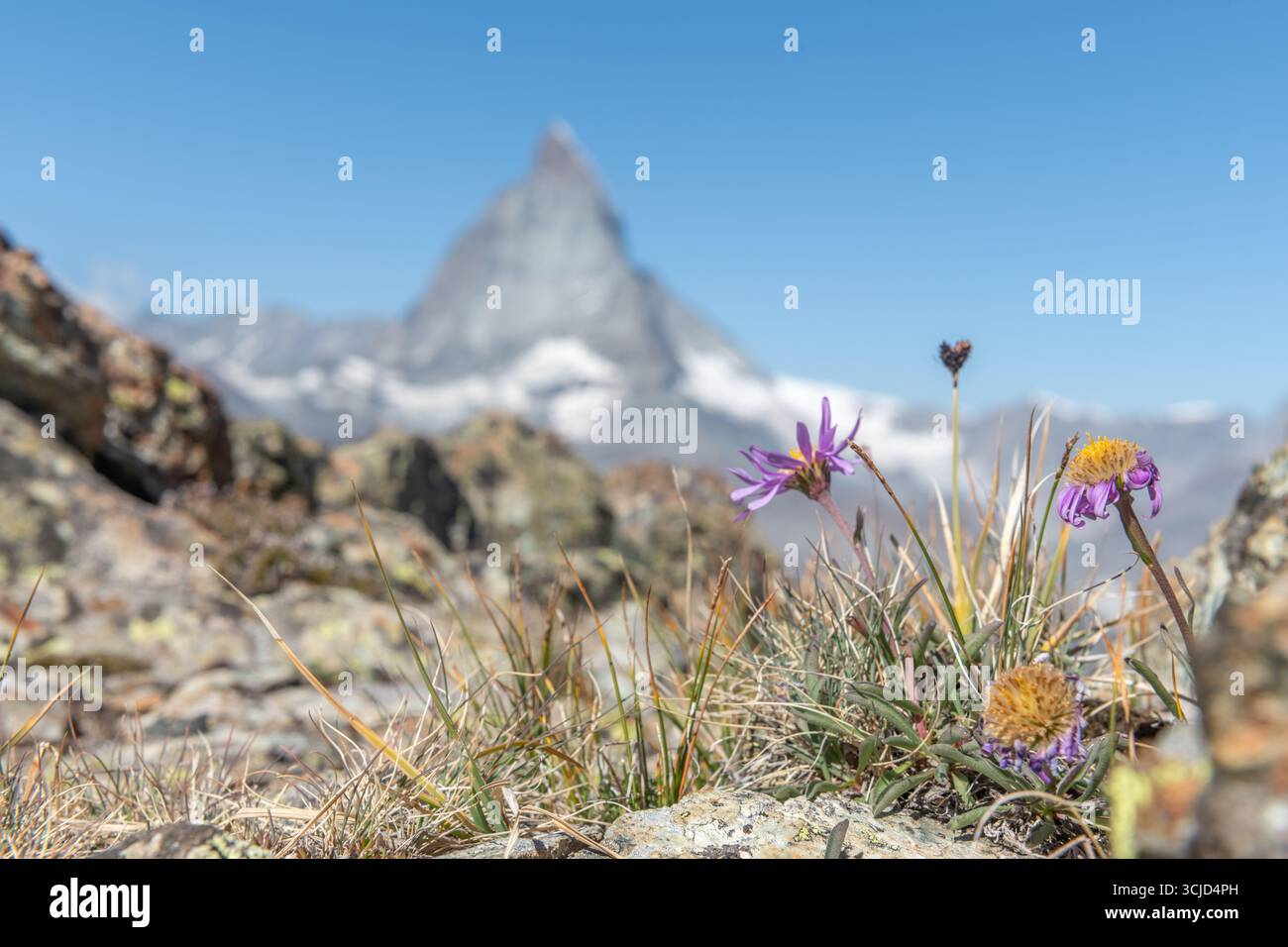 I vivaci fiori viola e gialli crescono in un terreno roccioso, mostrando la bellezza della natura. L'iconico Cervino si erge maestosamente sullo sfondo Foto Stock I vivaci fiori viola e gialli crescono in un terreno roccioso, mostrando la bellezza della natura. L'iconico Cervino si erge maestosamente sullo sfondo Foto Stock