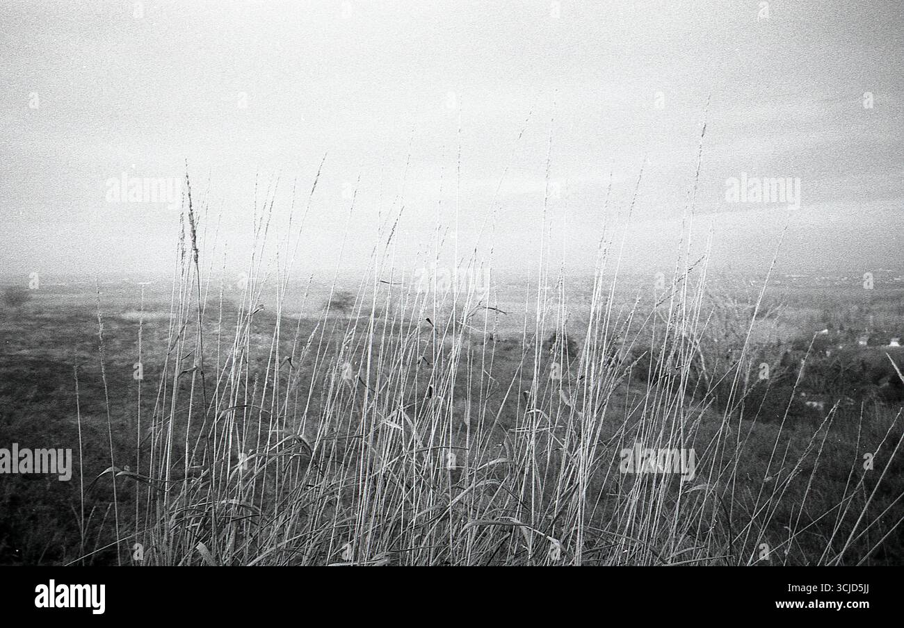 L'immagine cattura un momento tranquillo nella natura, mescolando texture analogiche con luce soffusa e forme organiche. Foto Stock