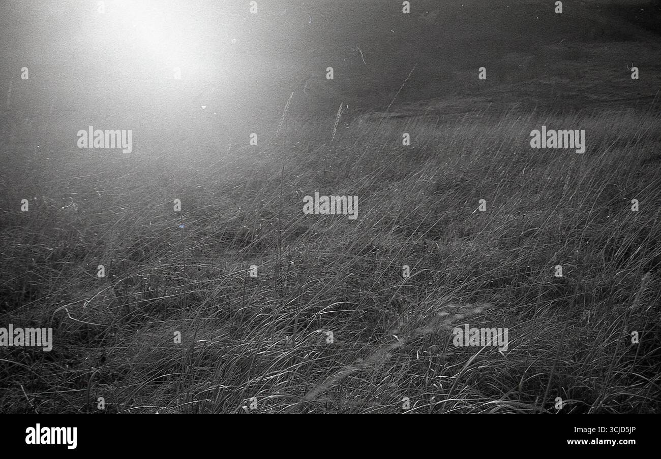 L'immagine cattura un momento tranquillo nella natura, mescolando texture analogiche con luce soffusa e forme organiche. Foto Stock