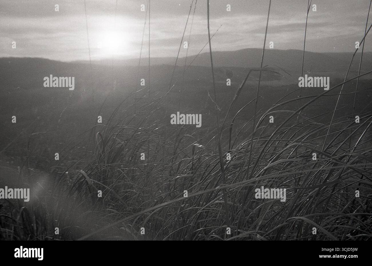 L'immagine cattura un momento tranquillo nella natura, mescolando texture analogiche con luce soffusa e forme organiche. Foto Stock