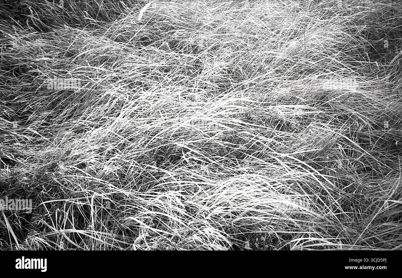 L'immagine cattura un momento tranquillo nella natura, mescolando texture analogiche con luce soffusa e forme organiche. Foto Stock