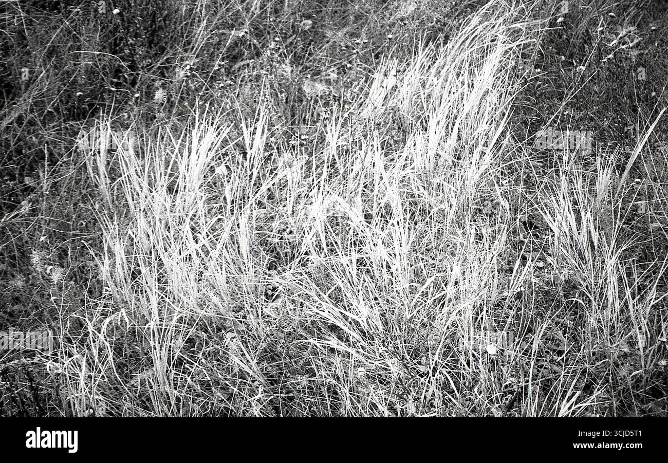 L'immagine cattura un momento tranquillo nella natura, mescolando texture analogiche con luce soffusa e forme organiche. Foto Stock