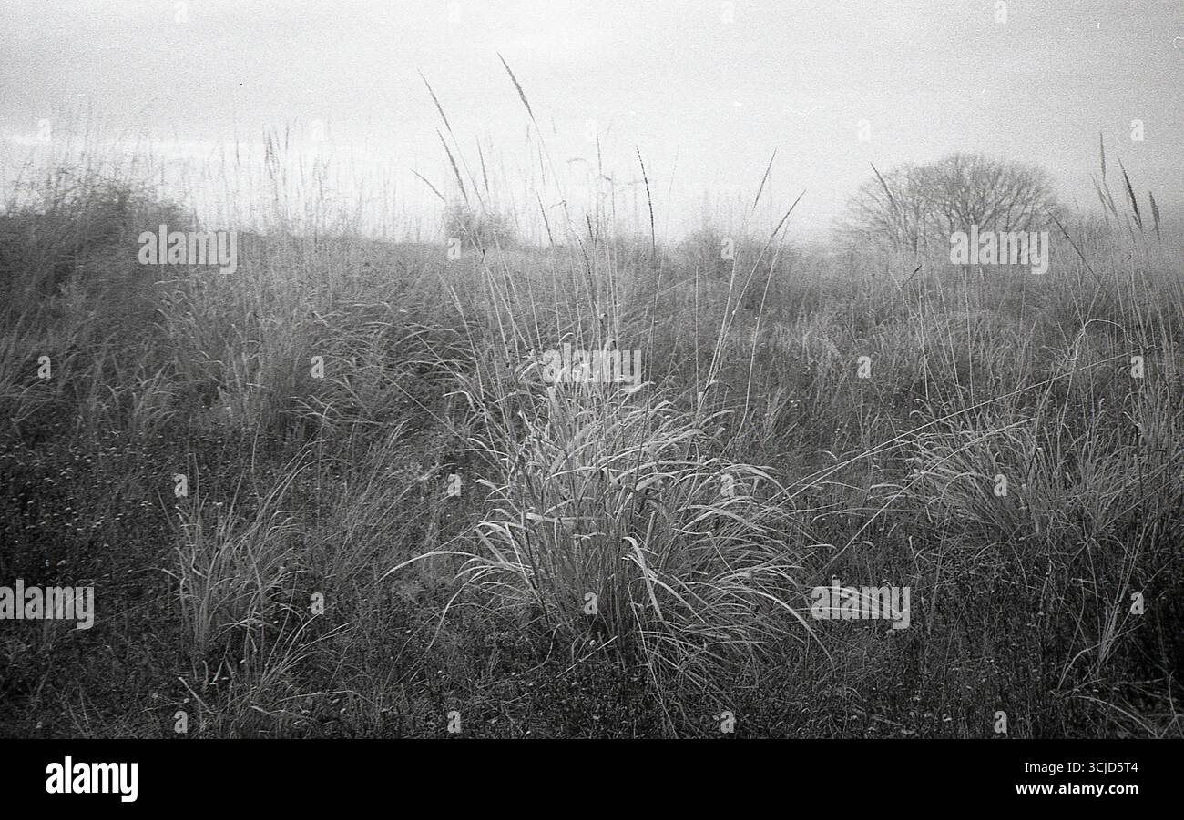 L'immagine cattura un momento tranquillo nella natura, mescolando texture analogiche con luce soffusa e forme organiche. Foto Stock