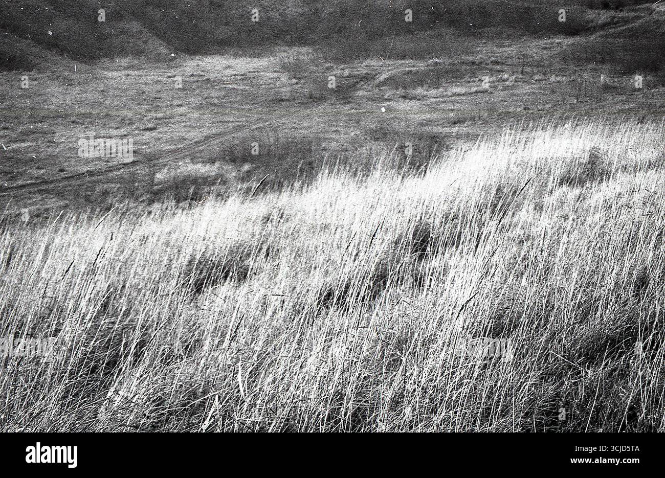 L'immagine cattura un momento tranquillo nella natura, mescolando texture analogiche con luce soffusa e forme organiche. Foto Stock