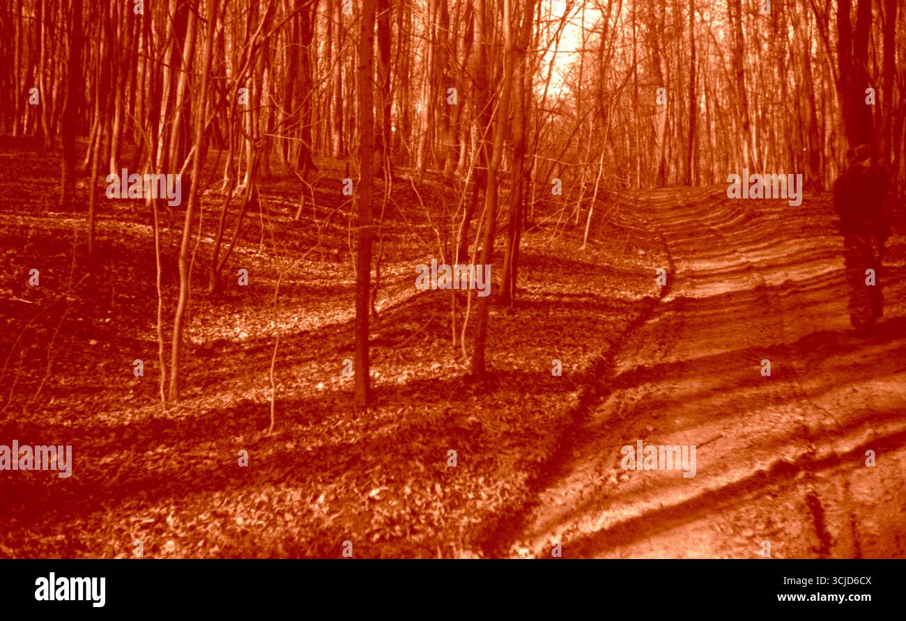 Fotografia analogica di foresta invernale con bilanciamento del bianco errato a causa di un errore di scansione. Il risultato è una temperatura di colore alterata che crea un surreale. Foto Stock