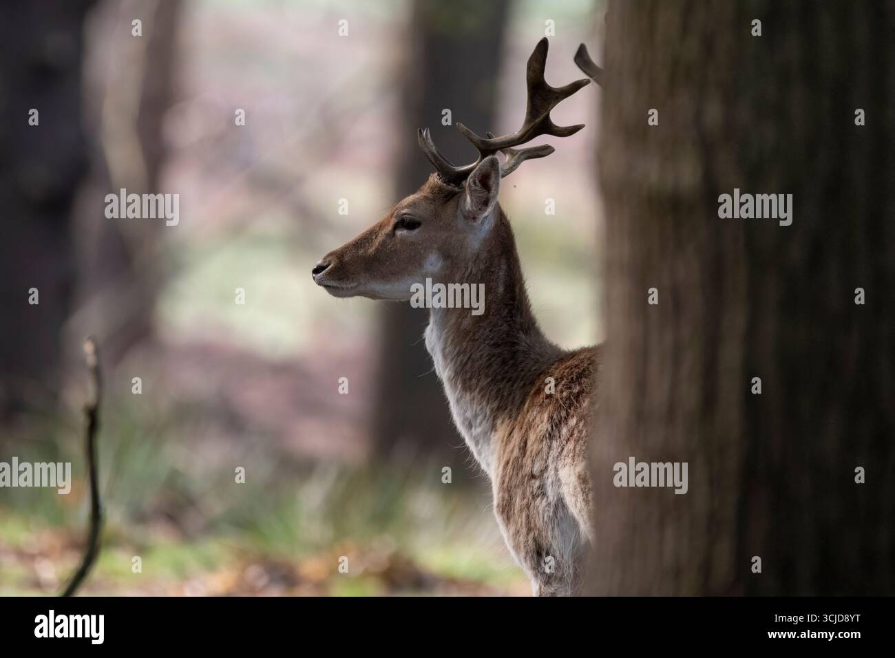 Il cervo a riposo europeo (Dama dama), noto anche come cervo a riposo comune o semplicemente cervo a riposo. Foto Stock