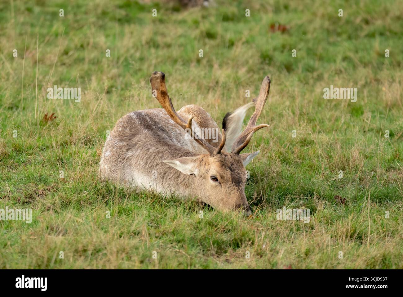 Il cervo a riposo europeo (Dama dama), noto anche come cervo a riposo comune o semplicemente cervo a riposo. Foto Stock