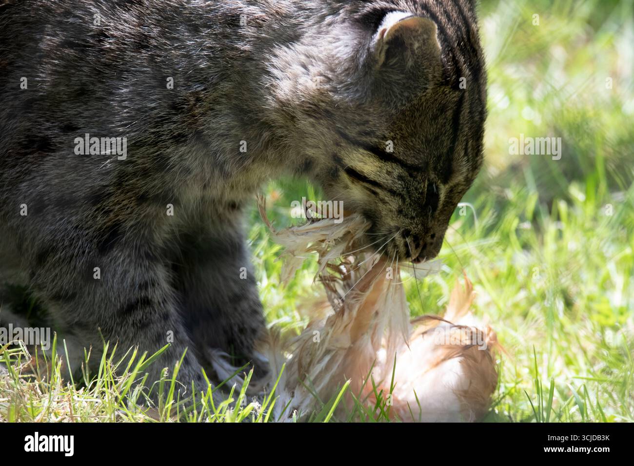 Il gatto da pesca (Prionailurus viverrinus) è un gatto selvatico di medie dimensioni del sud e sud-est asiatico. Foto Stock