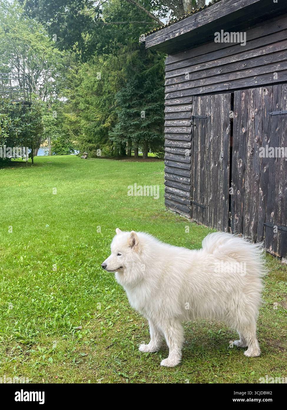 Il soffice cane bianco sorge su una vibrante erba verde accanto a un rustico capannone di legno, circondato da alberi, creando un'atmosfera tranquilla di escapi di campagna Foto Stock