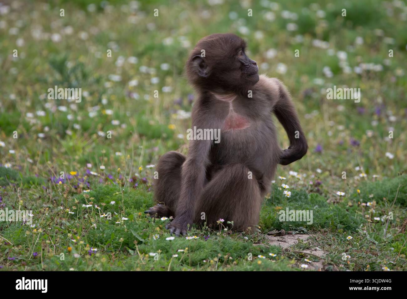 Il Gelada Baboon (Theropithecus gelada), a volte chiamato scimmia dal cuore sanguinante. Foto Stock