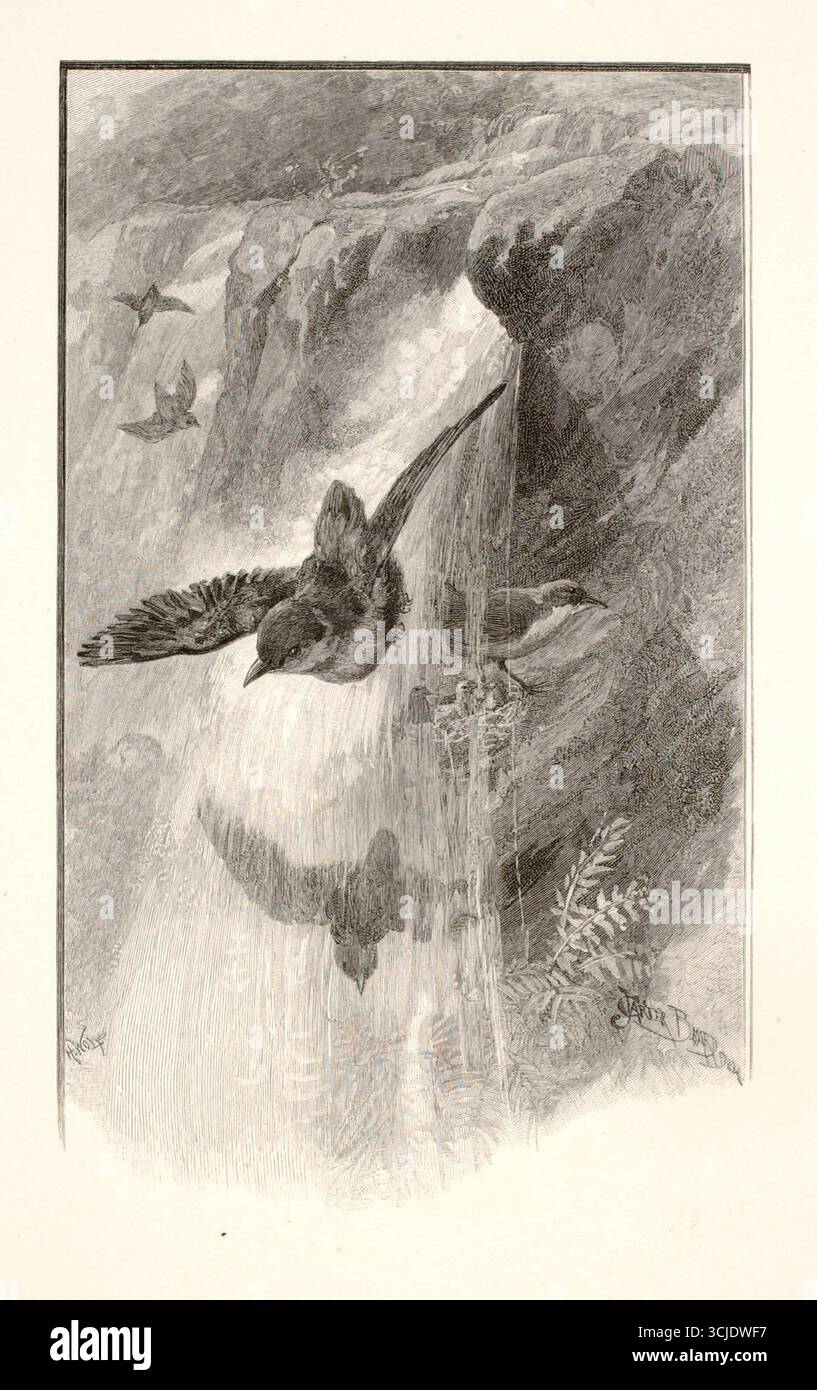 L'uccello che vive a Water-Falls, 1886. Incisione fotomeccanica in legno su carta di Henry Wolf, dopo James Carter Beard. L'incisione raffigura una scenografica scena di piccoli uccelli che scagliano e nidificano all'interno della nebbia e dello spruzzo di una cascata, evidenziando sia la vitalità della fauna selvatica che il potere della natura. Foto Stock