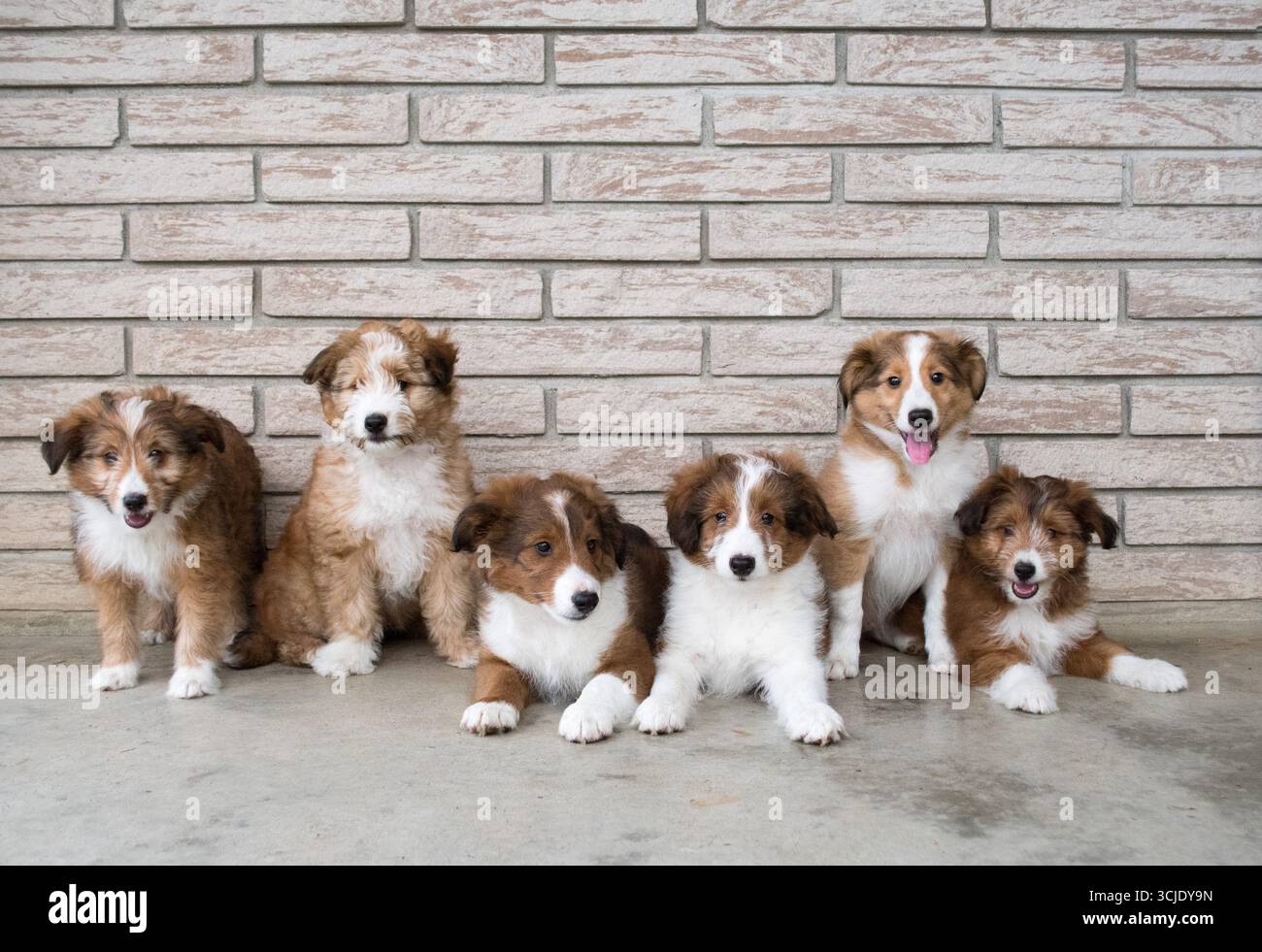 Una cucciolata di simpatici cuccioli di spaghetti Shetland Sheepdog. Gruppo di sei cuccioli Brown e White seduti contro un muro di mattoni Foto Stock