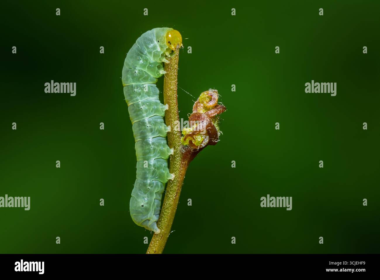 Primo piano di un caterpillar nell'alimentazione a stadio larvale Foto Stock