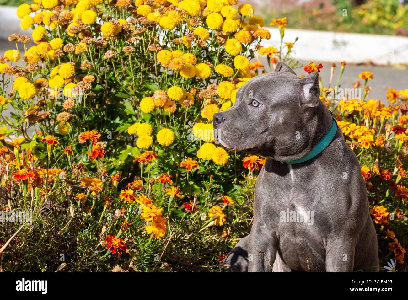 Cane da toro grigio seduto accanto a fiori di calendula in fiore alla luce del sole. simboleggia la forza e la vigilanza in natura Foto Stock