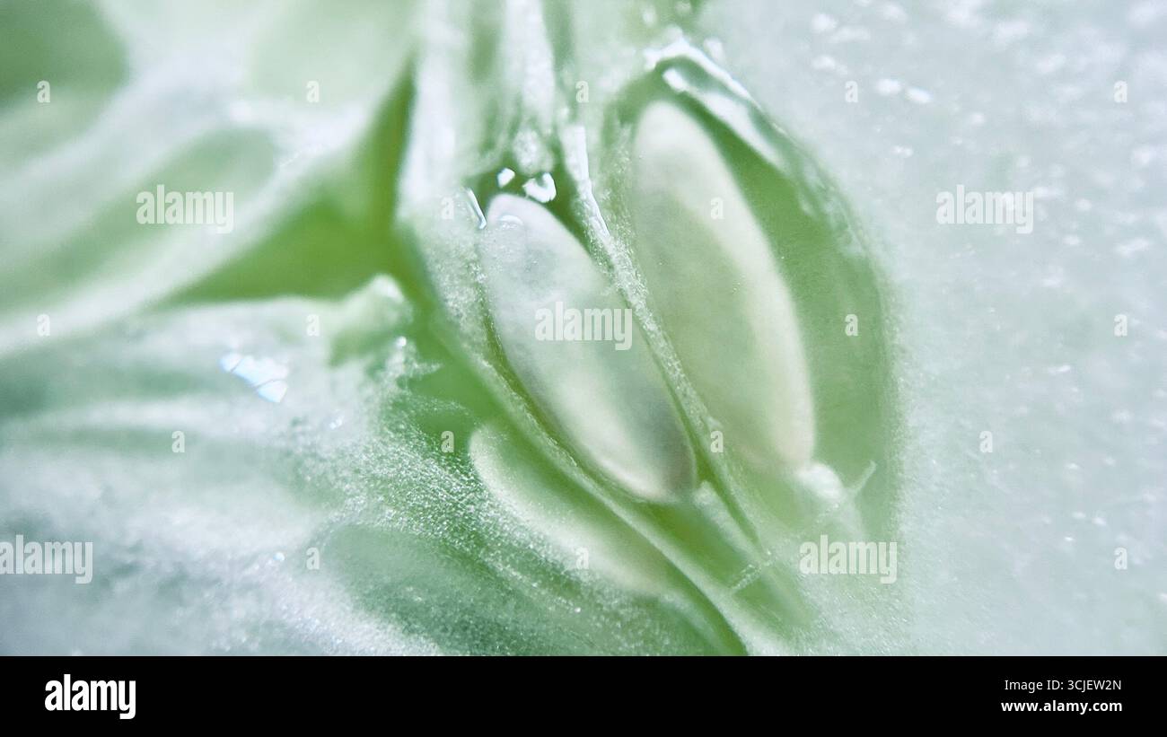 Vista ravvicinata delle fette di cetriolo fresche, che mostrano la loro polpa verde chiaro, la consistenza acquosa e la superficie croccante, spesso utilizzata in insalate, decorazioni e rif - Immagine stock catturata con smartphone Vista ravvicinata delle fette di cetriolo fresche, che mostrano la loro polpa verde chiaro, la consistenza acquosa e la superficie croccante, spesso utilizzata in insalate, decorazioni e rif - Immagine stock catturata con smartphone