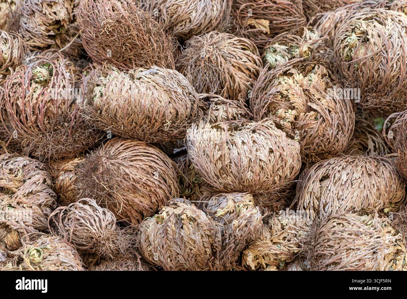 Rose von Jericho, Wüstenrose // Rose of Jericho, Desert Rose - 20250825 PD13467 crediti: APA-PictureDesk/Alamy Live News Foto Stock