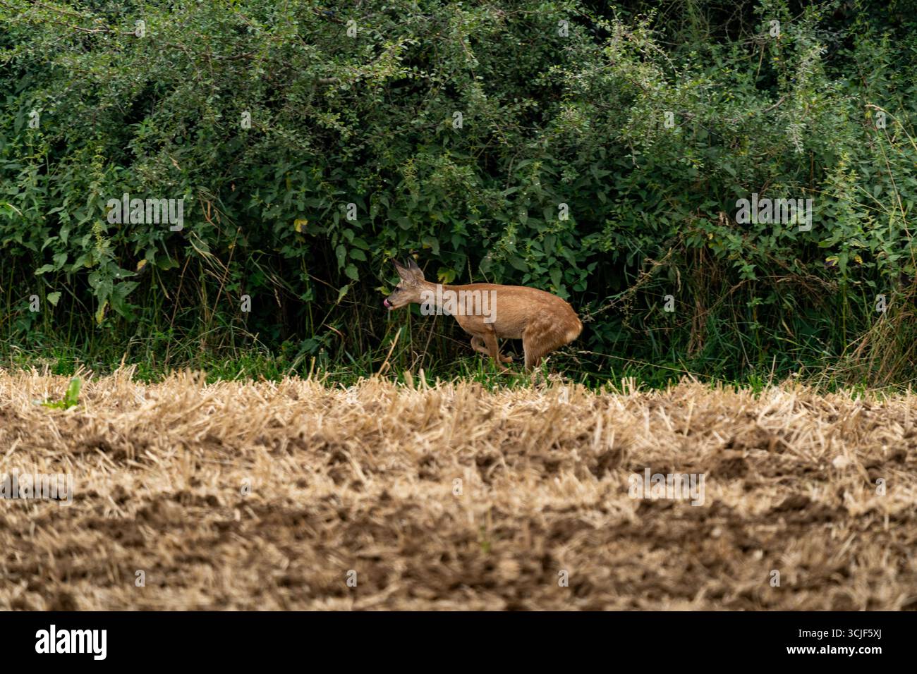 Capriolo che corre lungo il bordo del campo raccolto Foto Stock