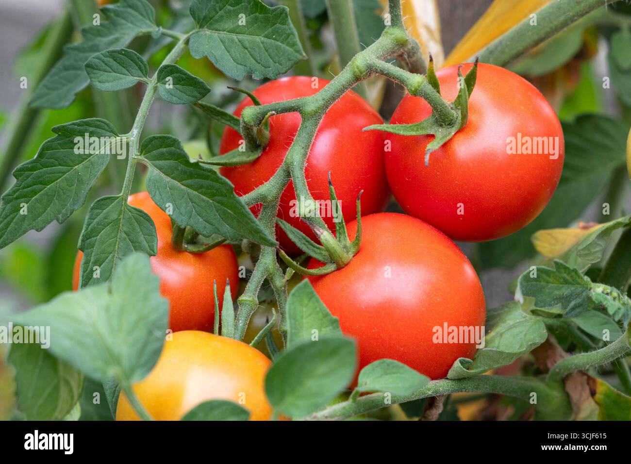 Reife Paradeiser, pomodori // pomodori maturi, pomodori - 20250829 PD23723 credito: APA-PictureDesk/Alamy Live News Foto Stock