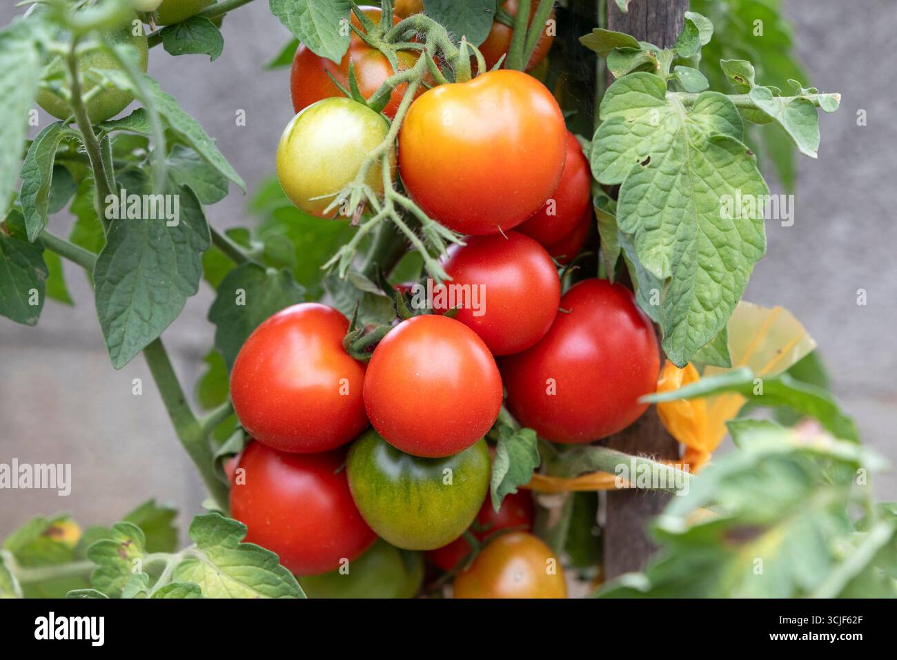 Reife Paradeiser, pomodori // pomodori maturi, pomodori - 20250829 PD23724 credito: APA-PictureDesk/Alamy Live News Foto Stock