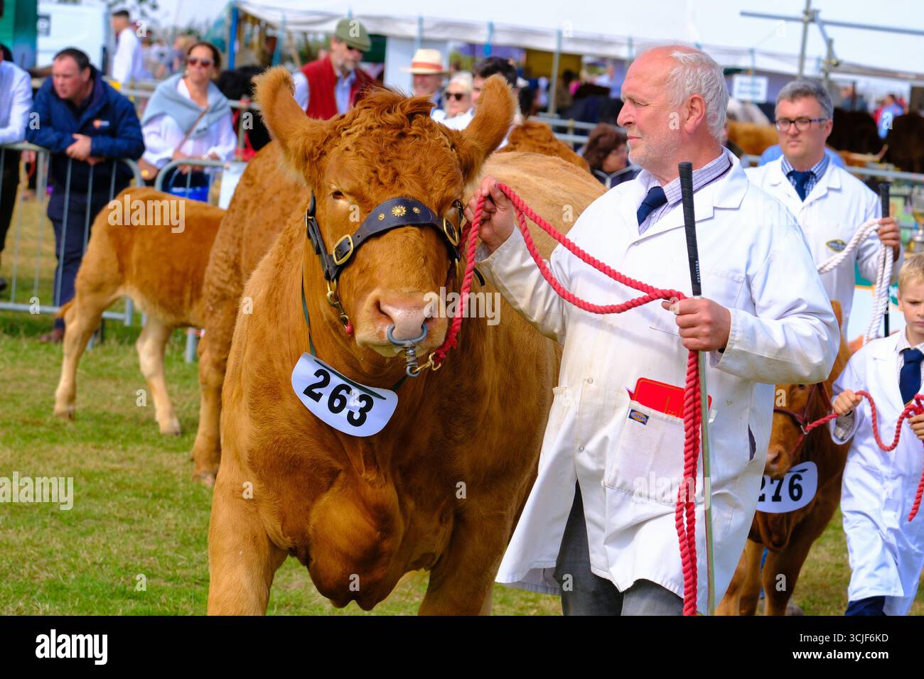 Moreton-in-Marsh Gloucestershire Regno Unito. Sabato 6 settembre 2025 il Moreton Show è un vero spettacolo agricolo che celebra il meglio dell'agricoltura britannica. Conservando il suo patrimonio sin dall'inizio del 1949, lo spettacolo continua a sostenere agricoltori e coltivatori britannici, mentre celebra la brillantezza del mondo equestre e fornisce una piattaforma per le comunità locali per riunirsi e celebrare tutto il meglio della campagna britannica. Lo spettacolo di un giorno, che si tiene sempre il primo sabato di settembre, è ricco di attrazioni dell'Arena, mostre statiche interattive ed educative, exci Foto Stock