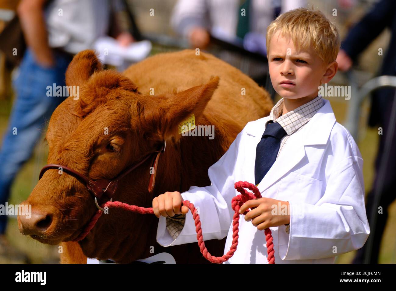 Moreton-in-Marsh Gloucestershire Regno Unito. Sabato 6 settembre 2025 il Moreton Show è un vero spettacolo agricolo che celebra il meglio dell'agricoltura britannica. Conservando il suo patrimonio sin dall'inizio del 1949, lo spettacolo continua a sostenere agricoltori e coltivatori britannici, mentre celebra la brillantezza del mondo equestre e fornisce una piattaforma per le comunità locali per riunirsi e celebrare tutto il meglio della campagna britannica. Lo spettacolo di un giorno, che si tiene sempre il primo sabato di settembre, è ricco di attrazioni dell'Arena, mostre statiche interattive ed educative, exci Foto Stock