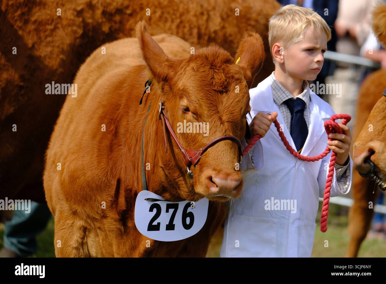 Moreton-in-Marsh Gloucestershire Regno Unito. Sabato 6 settembre 2025 il Moreton Show è un vero spettacolo agricolo che celebra il meglio dell'agricoltura britannica. Conservando il suo patrimonio sin dall'inizio del 1949, lo spettacolo continua a sostenere agricoltori e coltivatori britannici, mentre celebra la brillantezza del mondo equestre e fornisce una piattaforma per le comunità locali per riunirsi e celebrare tutto il meglio della campagna britannica. Lo spettacolo di un giorno, che si tiene sempre il primo sabato di settembre, è ricco di attrazioni dell'Arena, mostre statiche interattive ed educative, exci Foto Stock