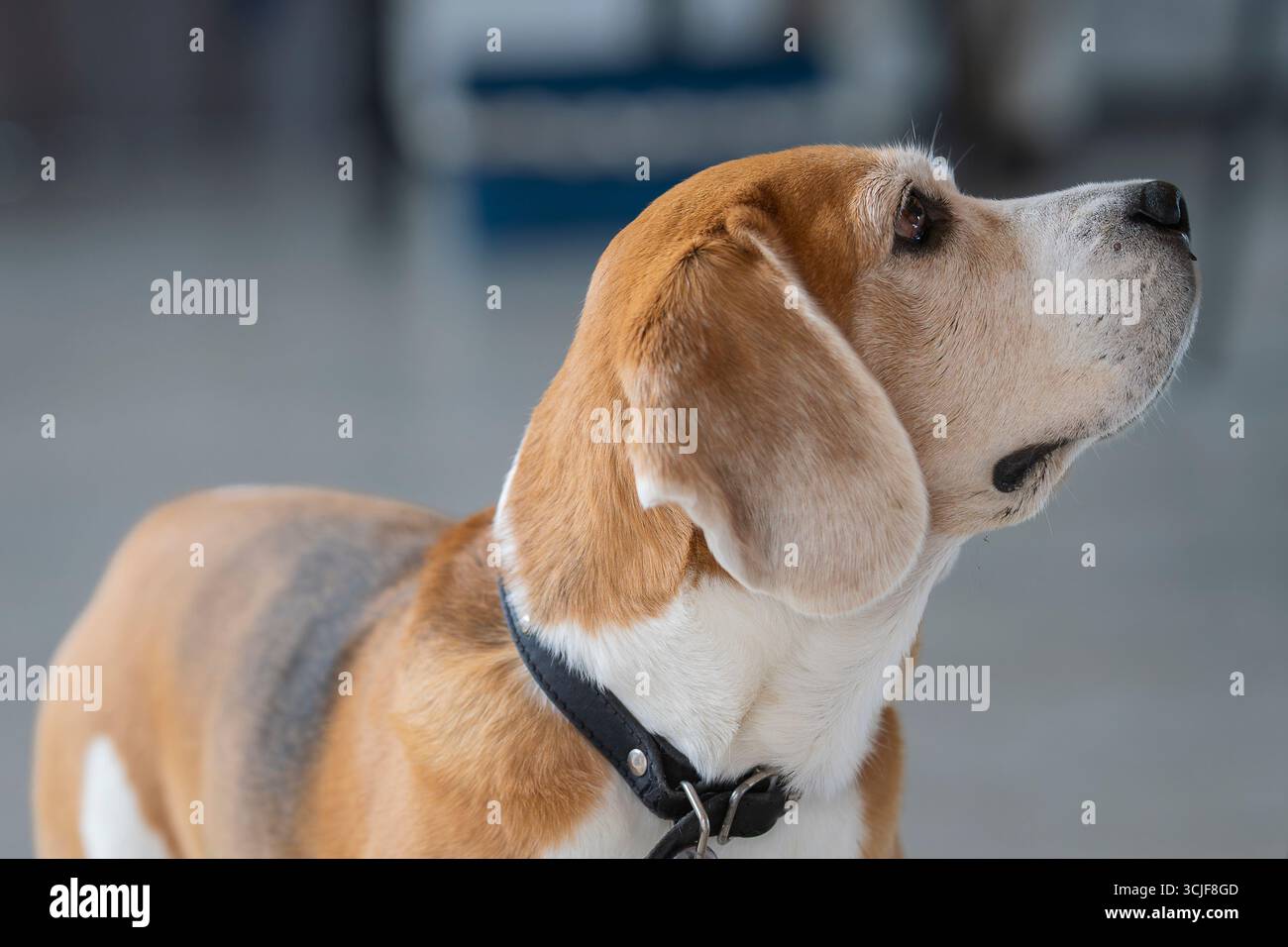 Ritratto del cane beagle nell'appartamento sfondo sfocato. Primo piano di un beagle adulto tricolore. Foto Stock