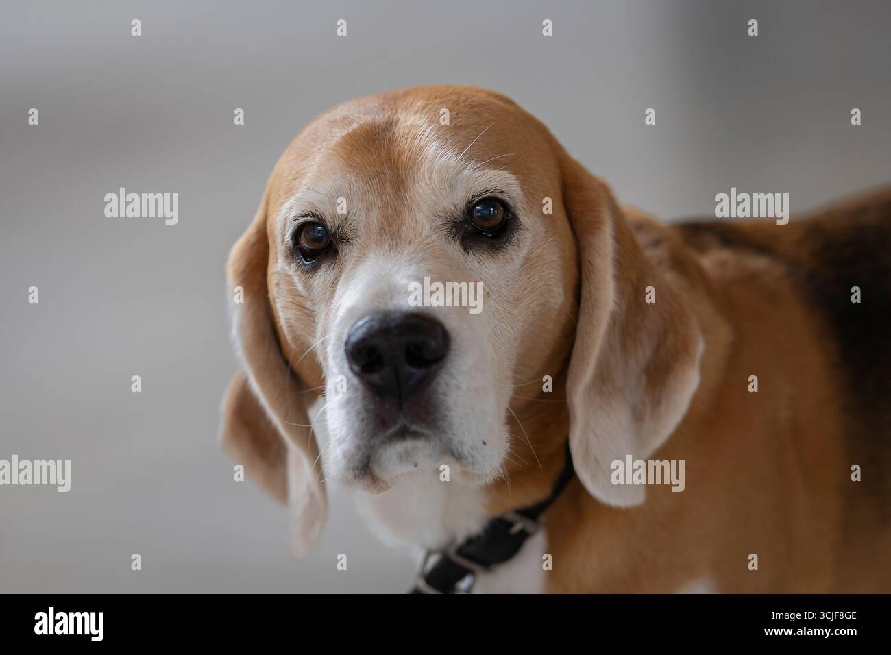 Ritratto del cane beagle nell'appartamento sfondo sfocato. Primo piano di un beagle adulto tricolore. Foto Stock