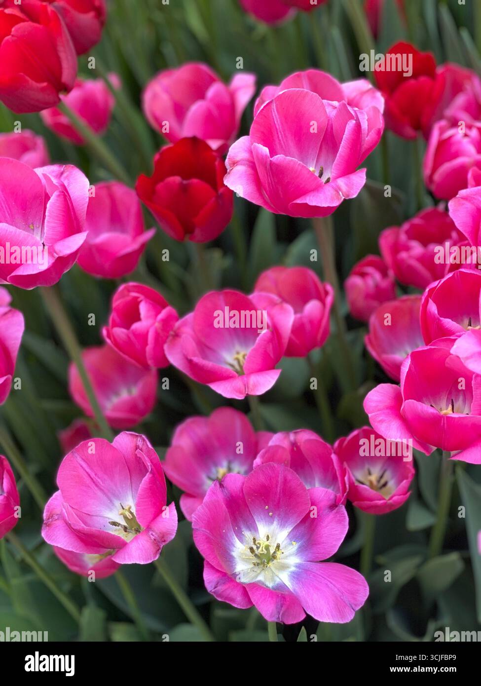 Tulipani rosa che fioriscono nel verde con alcuni fiori rossi in un vivace giardino primaverile. Foto mobile Foto Stock