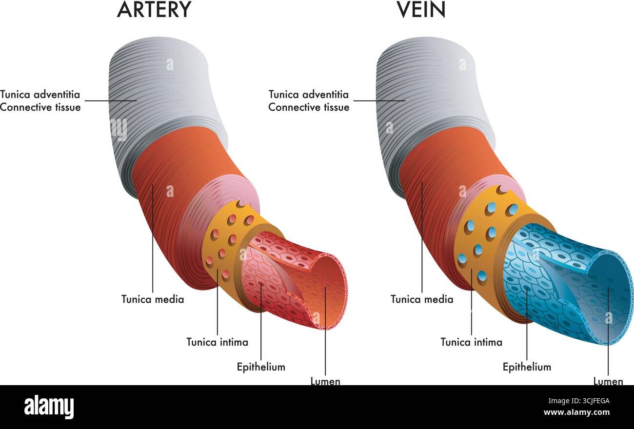 Illustrazione medica dell'anatomia di arteria e vena con annotazioni. Illustrazione Vettoriale