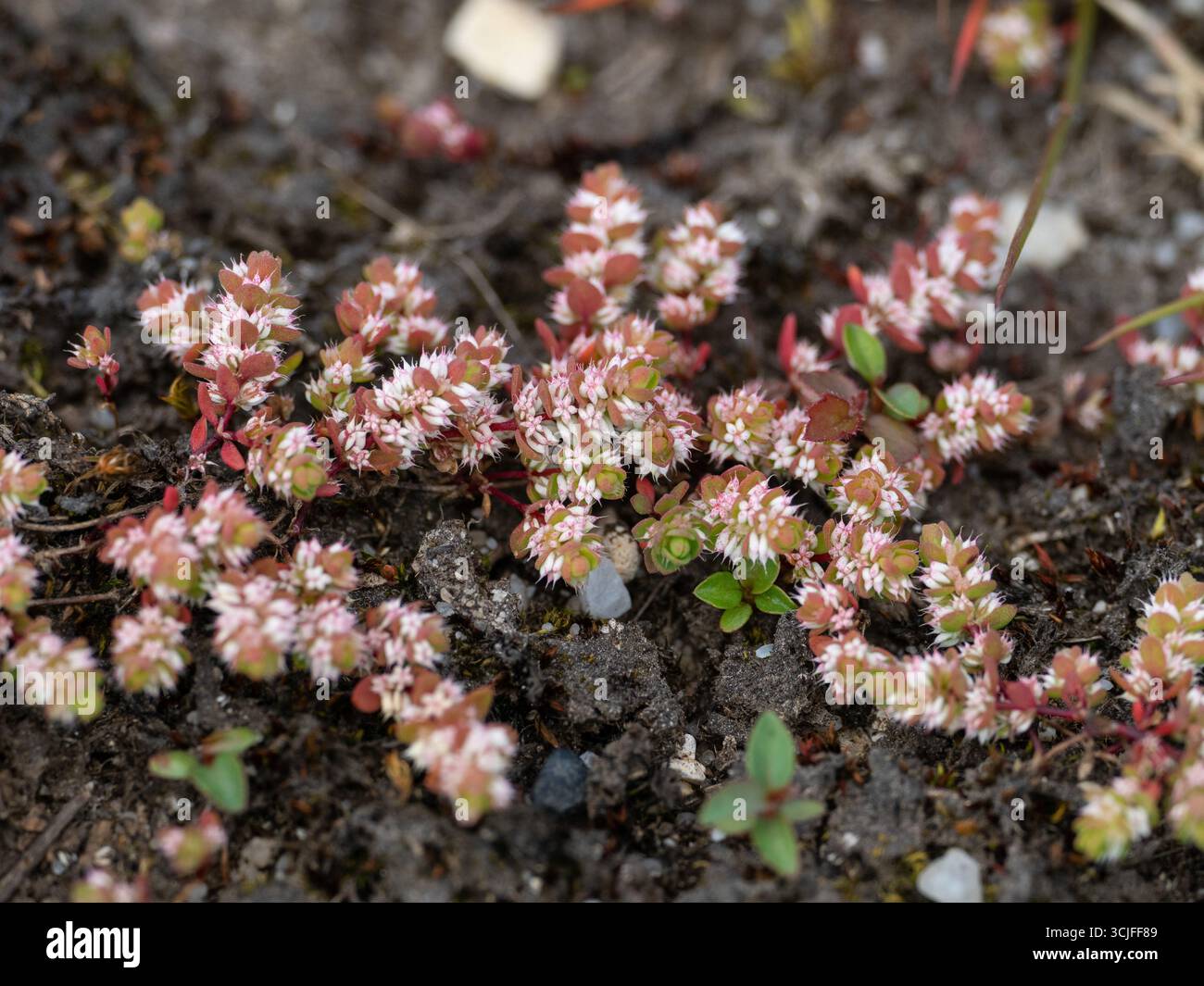 Collana di corallo Illecebrum verticillatum on Heathy Ground, Setley, New Forest National Park, Hampshire, Inghilterra, Regno Unito, giugno 2020 Foto Stock