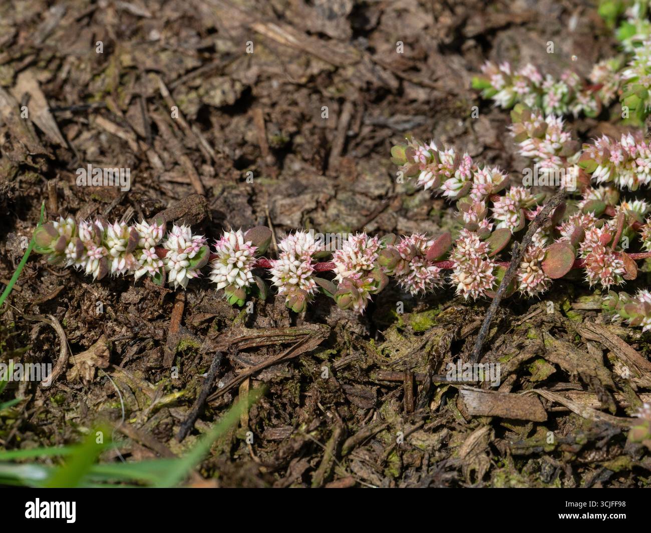 Collana di corallo Illecebrum verticillatum on Heathy Ground, Setley, New Forest National Park, Hampshire, Inghilterra, Regno Unito, giugno 2020 Foto Stock