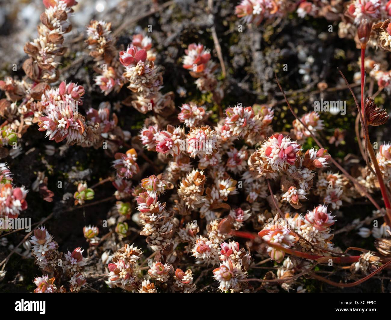 Collana di corallo Illecebrum verticillatum New Forest National Park, Hampshire, Inghilterra, Regno Unito, luglio 2020 Foto Stock