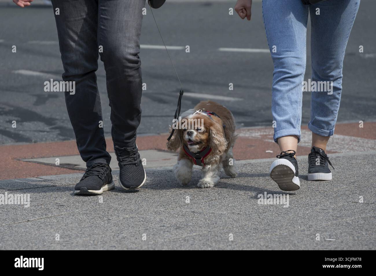 Passeggiata con i cani in città, Baviera, Germania Foto Stock