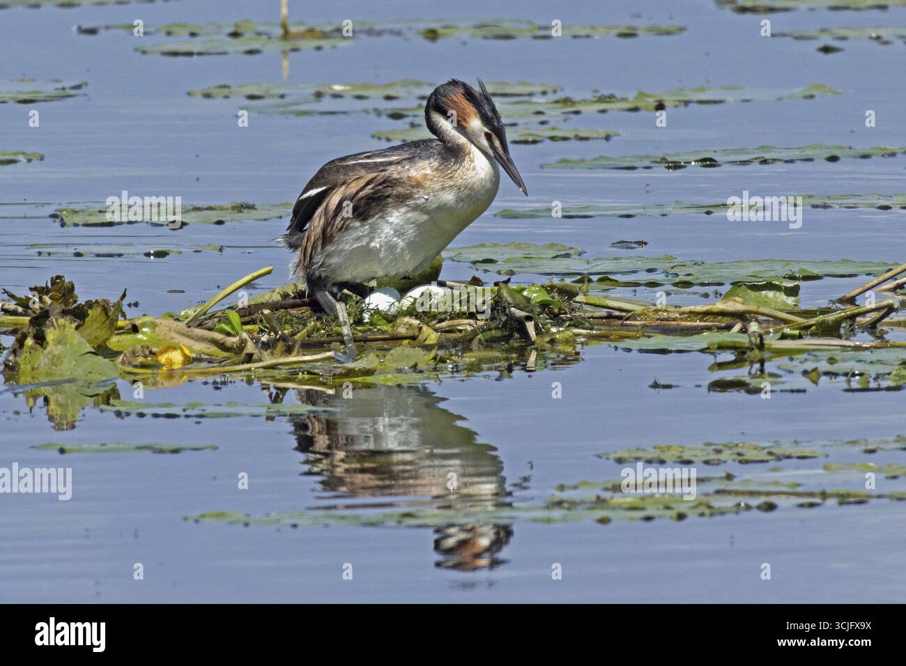 Grande uccello adulto crestato con immagine speculare sul nido con due uova bianche in piedi in acqua guardando a destra, Pfatter, Baviera, Germania Foto Stock