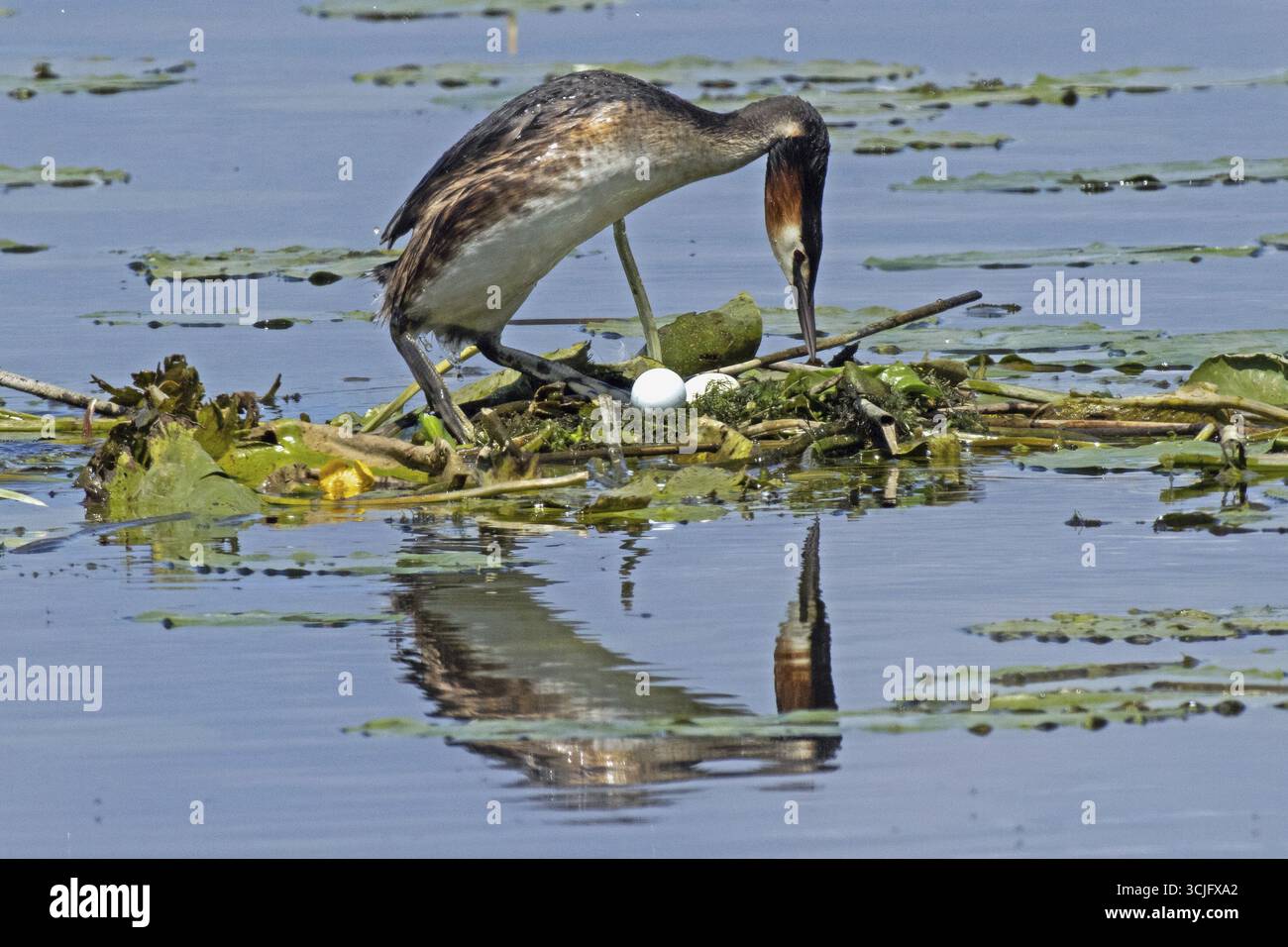 Grande uccello adulto crestato con immagine speculare sul nido con due uova bianche in piedi in acqua guardando a destra, Pfatter, Baviera, Germania Foto Stock
