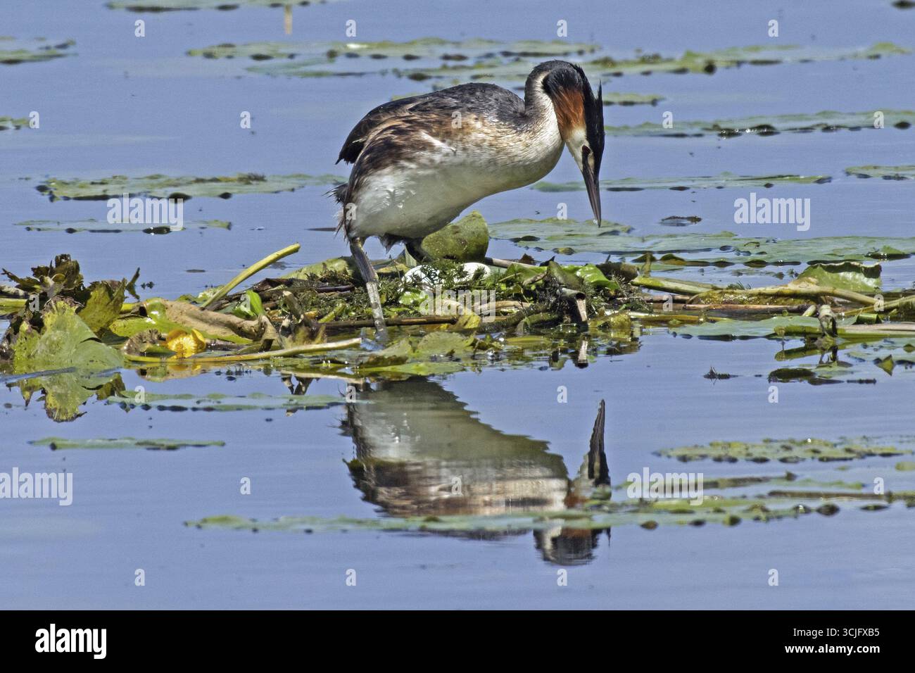 Great Crested Grebe uccello adulto con immagine speculare sul nido con due uova bianche in piedi in acqua guardando verso destra, Pfatter, Baviera, Germania Foto Stock