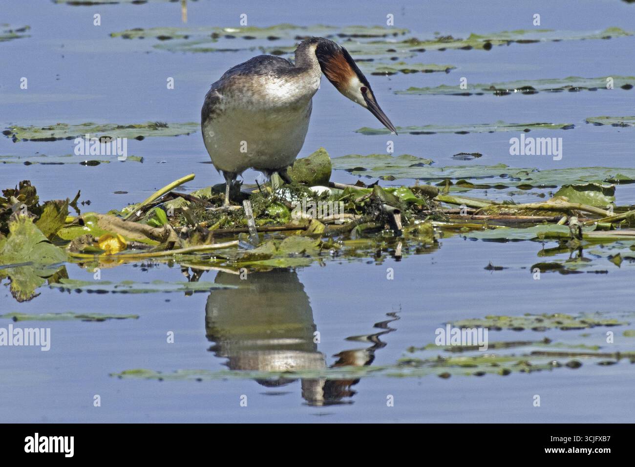 Great Crested Grebe, uccello adulto con immagine speculare sul nido con due uova bianche in piedi in acqua guardando dalla parte anteriore destra, Pfatter, Baviera, Germania Foto Stock